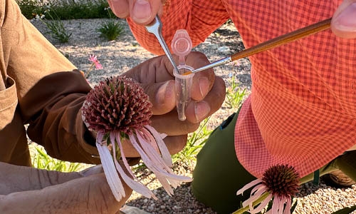 putting pollen in a small vile