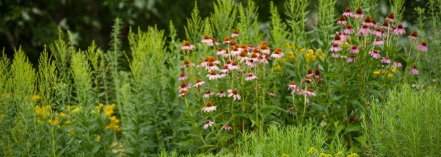 purple coneflowers in a green field