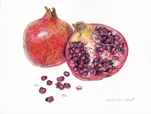 botanical illustration of pomegranate