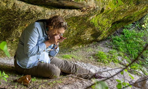 floristic survey thumbnail