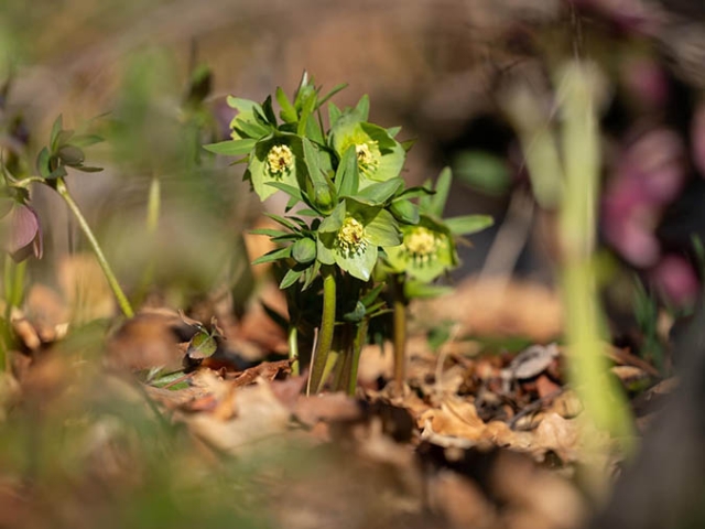 a small bunch of green hellebores blooming in dried leaves