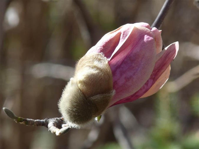 pink magnolia bud
