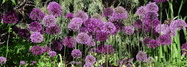 Purple Alliums 
