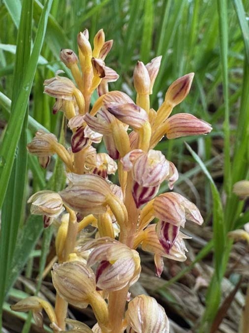 Striped coralroot orchid