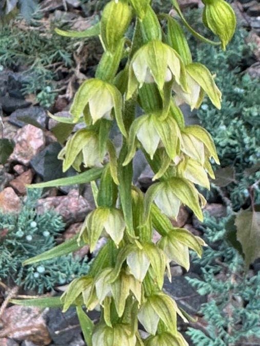 close up of broadleaf helleborine