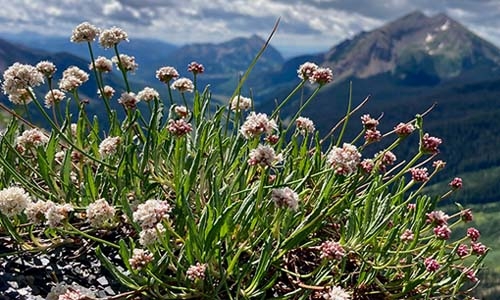 Eriogonum coloradense close-up with mountains in background