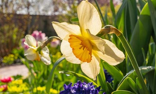 daffodil 