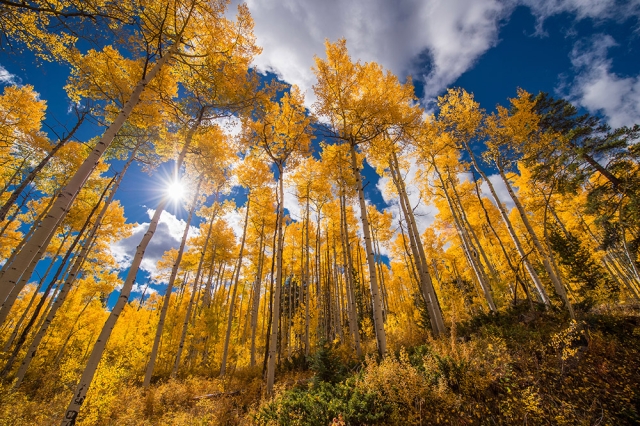 Aspen Groves and Corporate Memberships at the Gardens | Denver Botanic ...