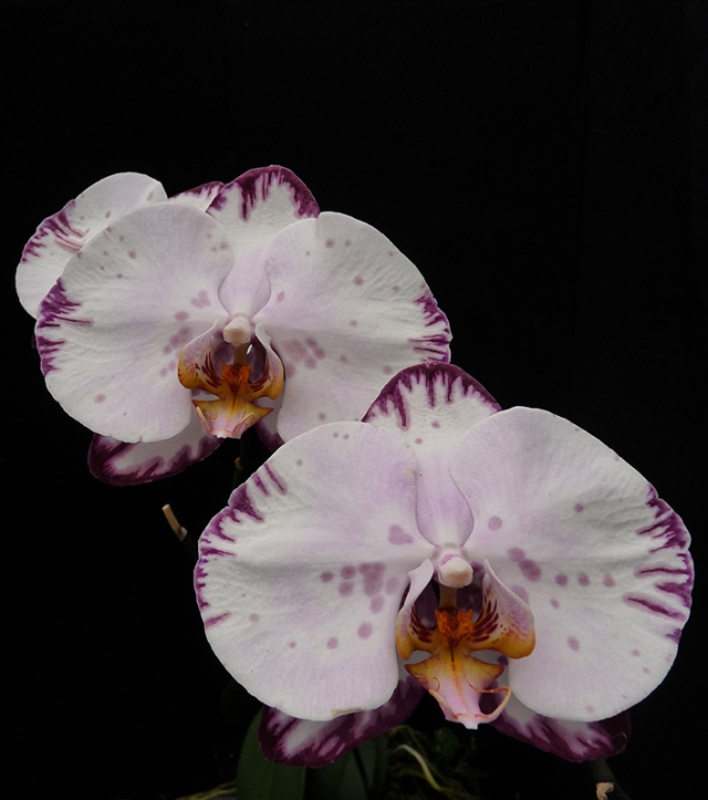 Phalaenopsis Yu Pin Pearl