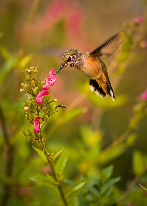 Operation Pollination: Support Vs. Attract | Denver Botanic Gardens