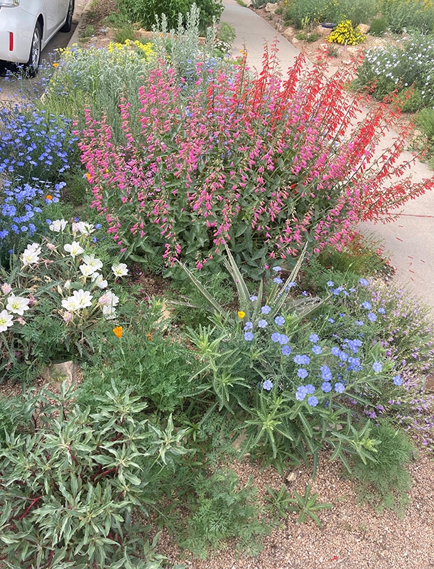 Image of Penstemon companion plant