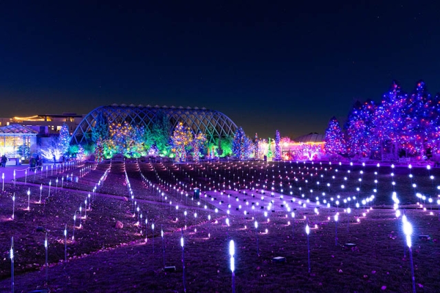 Blossoms of Light, Then and Now | Denver Botanic Gardens