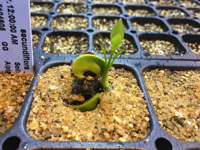 sophora seedling