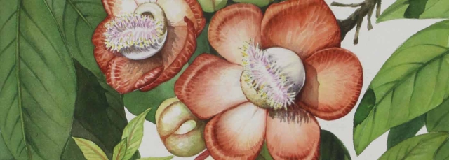 Manabu C. Saito, "Couroupita guianensis" (detail), watercolor, 1969.