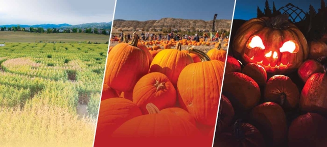 Corn Maze and Pumpkin Festival at Chatfield Farms and Glow at the Gardens at York Street