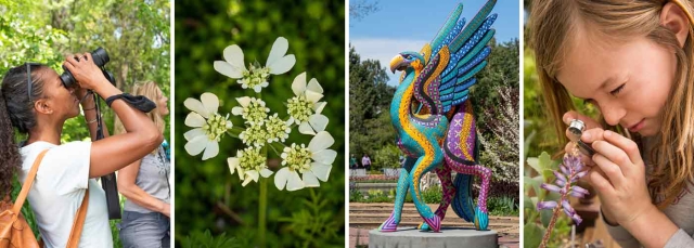 Person looking up at trees through binoculars, white flowers with creamy yellow centers, tall colorful fantastical creature statue of camel-eagle, young person looking at a pink flower through a magnifying glass
