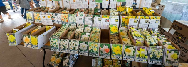 A table with boxes of yellow and orange bulb packaging at Fall Plant & Bulb Sale