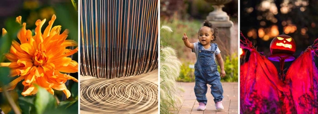 Orange flower; sculpture with steel bands and copper foil; toddler pointing at grasses; glowing jack-o’-lantern sitting on a tall pedestal with orange and purple fabric-covered arms. 