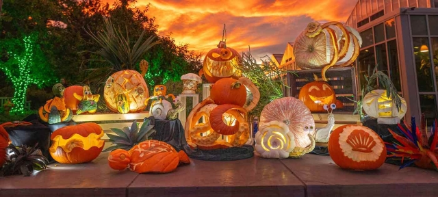 Many glowing pumpkins carved in amazing shapes