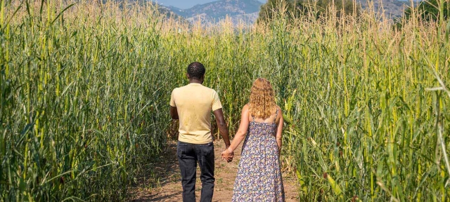 Two people walking hand in hand in a corn maze