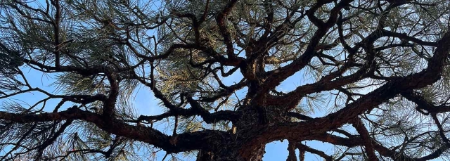 Ponderosa Pine against a bright blue sky as seen from below