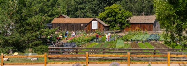 Two barns in the background with people in a large vegetable garden in the foreground. 