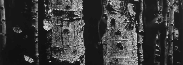 Charcoal drawing of aspen trees