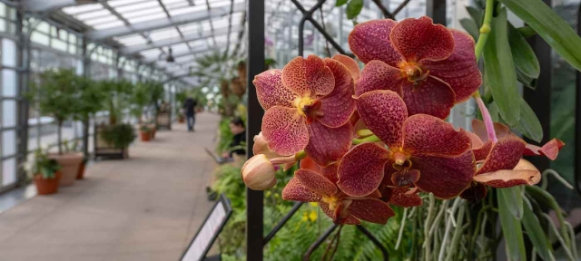 Orchid Showcase with burgundy-colored orchids in the foreground