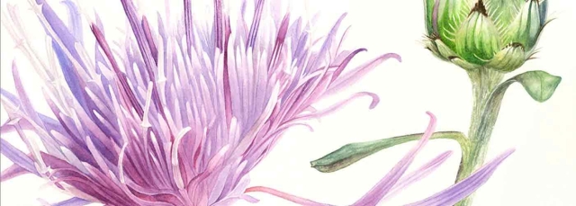 Kelsey Wilson, "Spotted Knapweed" (detail), watercolor, 2020. © Kelsey Wilson.