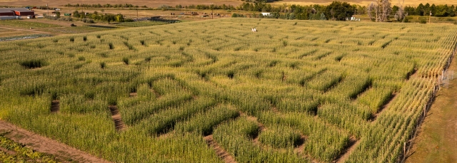 Aerial view of Corn Maze at Chatfield Farms