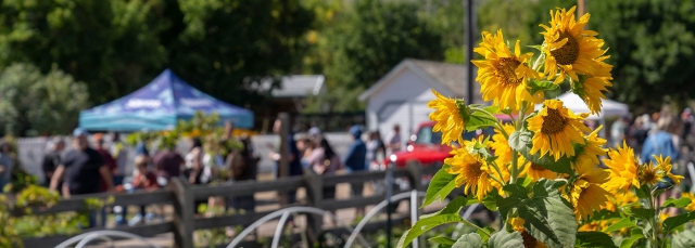 Yellow sunflowers in the foreground with a beer festival in the background