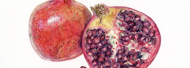 Kimberly Wendt, "Pomegranate," colored pencil, 2023.